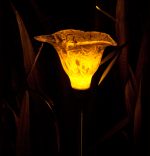 Calla Lily Yellow Night .png